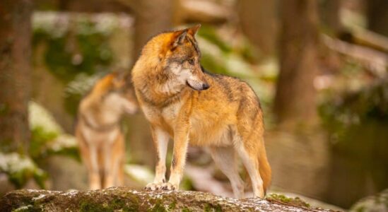wolf wolf