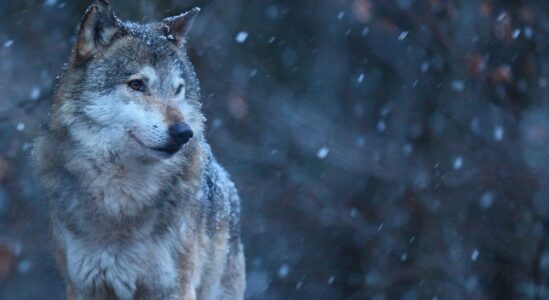 wolf