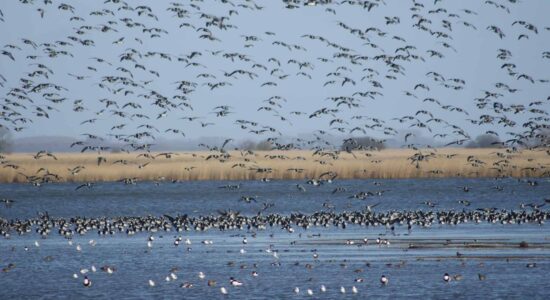 Excursie Lauwersmeer opvliegende ganzen fotograaf Albert Steenbergen