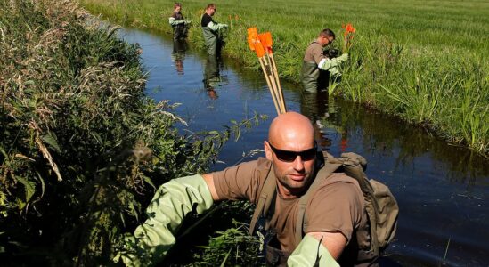 Muskusrattenbestrijding