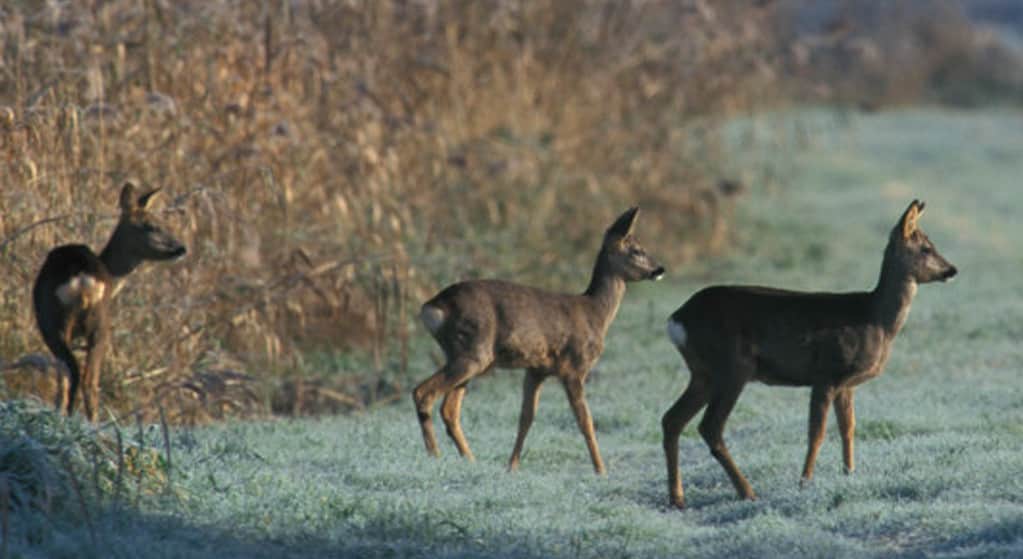 Reeënzoektocht  door De Weerribben