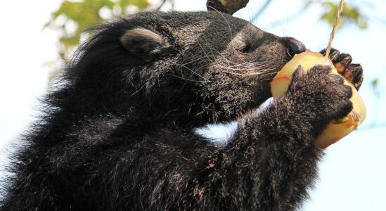 Taman Indonesia Binturong 30-4-12 286a