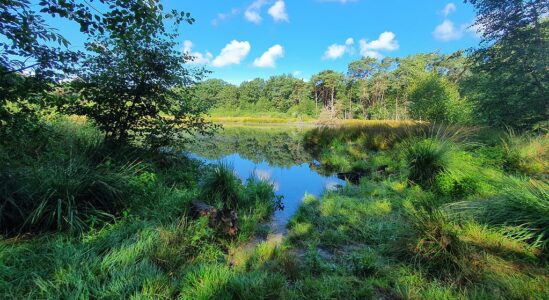 1 juli speciale libellenexcursie foto Koolhaarven, fotograaf Arjen Lensen