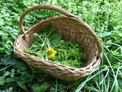 wildplukoogst-1