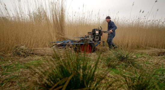 Rietsnijder met oogstmachine