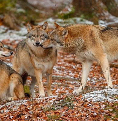wolf