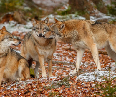 wolf