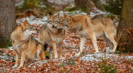 wolf