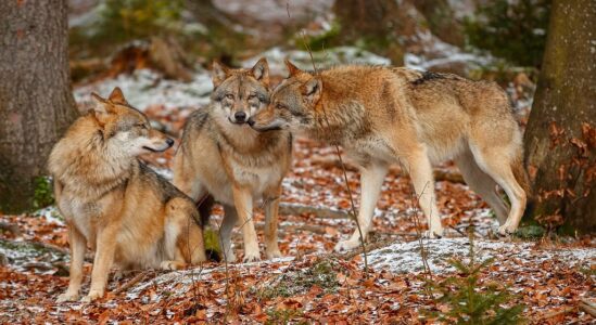 wolf