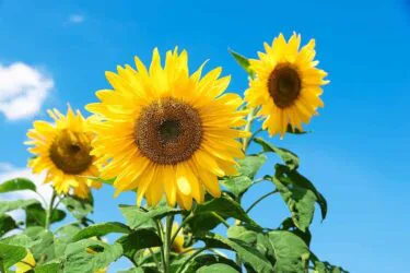zonnebloemen