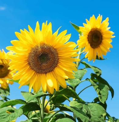 zonnebloemen