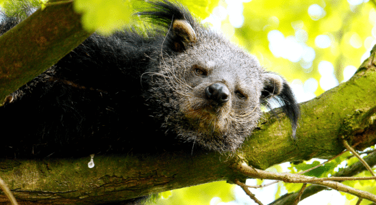 5. Taman 06-06-14 Binturong 258a