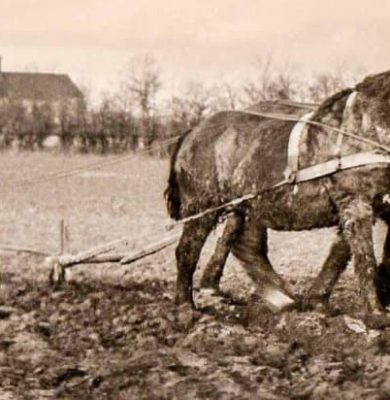 Het Heideveld