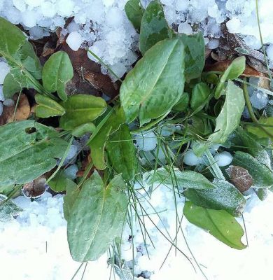 veldzuring-winter