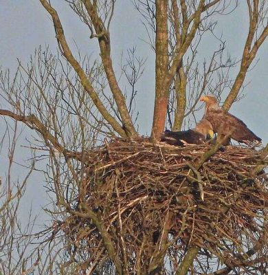lezing 14 december fotograaf Albert Draaijer Zeearenden op nest