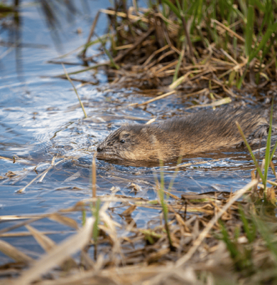 Foto WDODelta - Muskusrat in het water