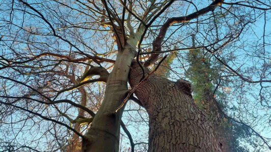 verbinding-twee-bomen kopie verbinding-twee-bomen kopie