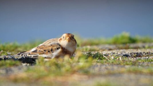 30 maart Excursie Lauwersmeer sneeuwgors fotograaf Albert Steenbergen Sneeuwgors, deze foto is gemaakt door Albert Steenbergen.