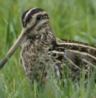 Vogelaars gezocht!