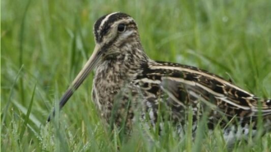 Vogelaars gezocht!