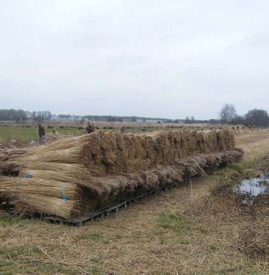 foto riet