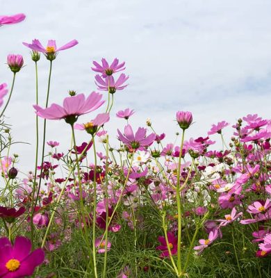 prachtige-kosmos-bloem-veld-achtergrond-lente-seizoen-bloemen