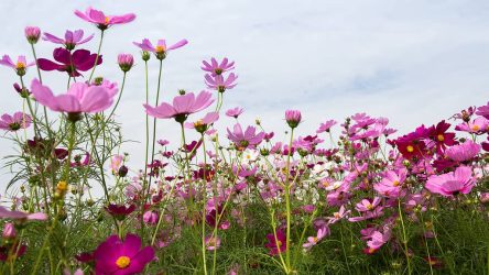 prachtige-kosmos-bloem-veld-achtergrond-lente-seizoen-bloemen