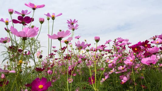 prachtige-kosmos-bloem-veld-achtergrond-lente-seizoen-bloemen prachtige-kosmos-bloem-veld-achtergrond-lente-seizoen-bloemen