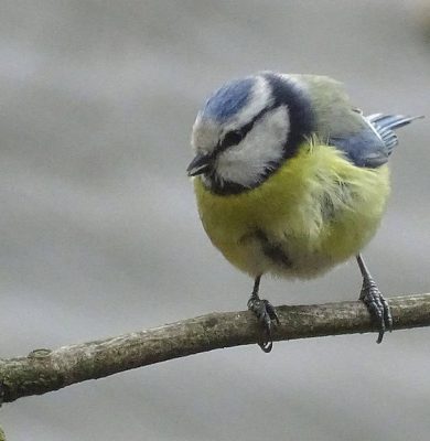 11 mei vogelzangexcursie foto pimpelmees fotograaf Henk Bergsma