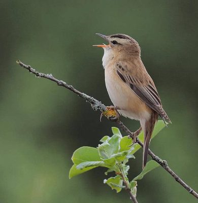 8 juni vogel excursie Beulakerpolder foto rietzanger, fotograaf Majon Wiebing