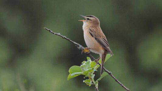 8 juni vogel excursie Beulakerpolder foto rietzanger, fotograaf Majon Wiebing