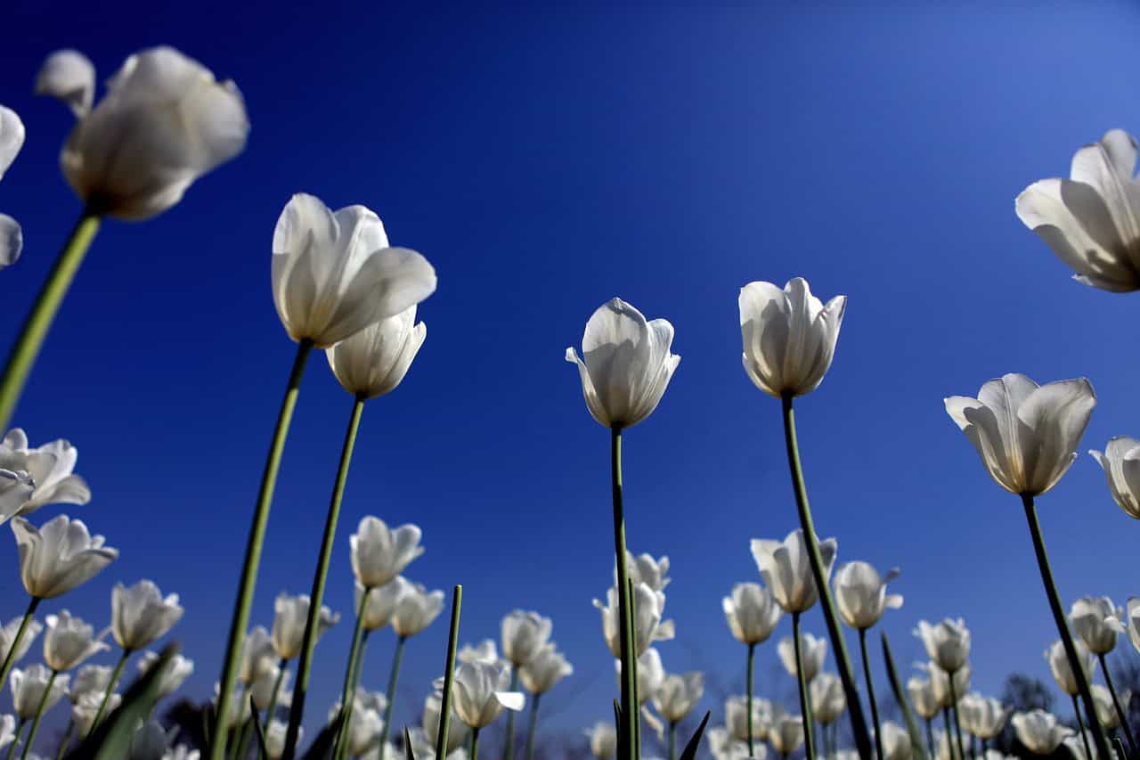 tulpen wit