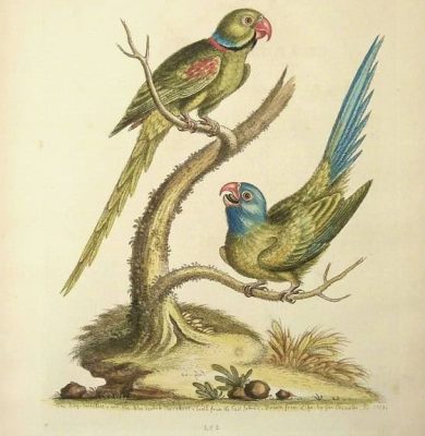 Expositie-antieke-prenten-van-Flora-en-Fauna-George-Edwards-Ringparkiet-1760-1