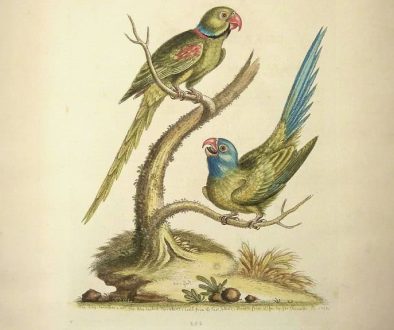 Expositie-antieke-prenten-van-Flora-en-Fauna-George-Edwards-Ringparkiet-1760-1