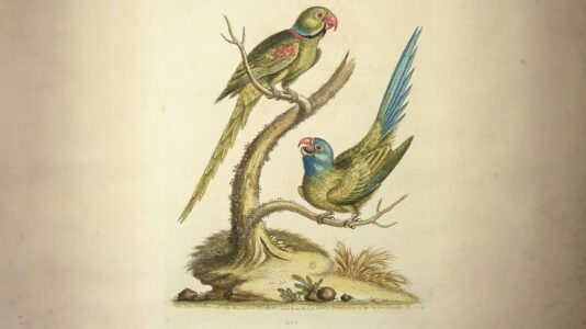Expositie-antieke-prenten-van-Flora-en-Fauna-George-Edwards-Ringparkiet-1760-1 Expositie-antieke-prenten-van-Flora-en-Fauna-George-Edwards-Ringparkiet-1760-1
