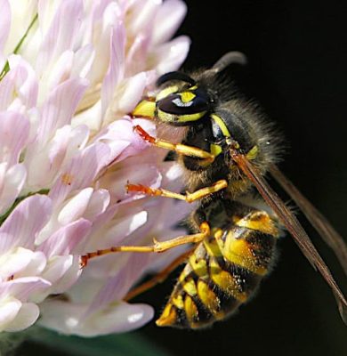 Gewone wesp op bloem - foto aangeleverd Gewone wesp op bloem - foto aangeleverd