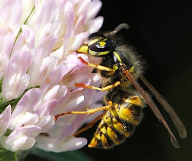 Gewone wesp op bloem - foto aangeleverd Gewone wesp op bloem - foto aangeleverd