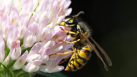 Gewone wesp op bloem