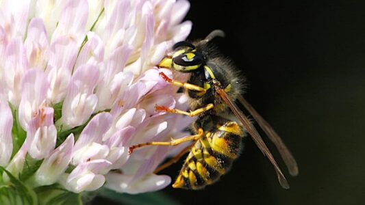 Gewone wesp op bloem - foto aangeleverd Gewone wesp op bloem - foto aangeleverd