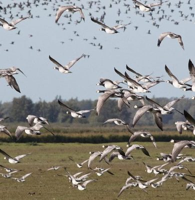28 september excursie Lauwersmeer. foto Albert Steenbergen