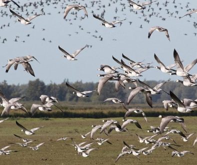 28 september excursie Lauwersmeer. foto Albert Steenbergen