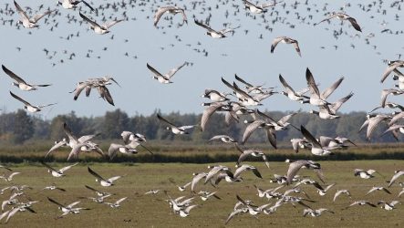 28 september excursie Lauwersmeer. foto Albert Steenbergen