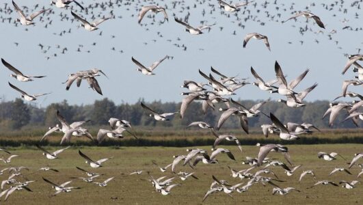 28 september excursie Lauwersmeer. foto Albert Steenbergen 28 september excursie Lauwersmeer. foto Albert Steenbergen