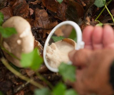 foto: Loep paddenstoel ©Cees Elzinga