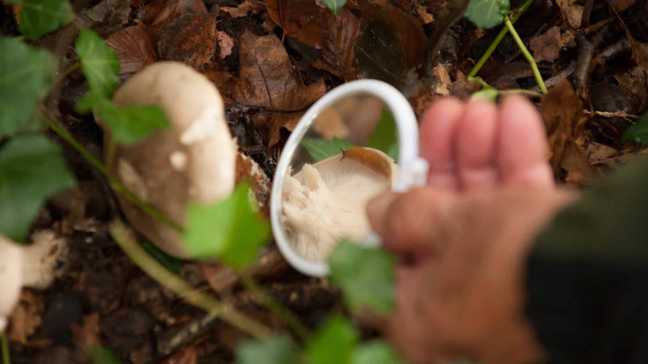 foto: Loep paddenstoel ©Cees Elzinga