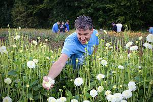 Meerdere keren per jaar worden er dahlia’s geplukt. Door: Janine Renes 