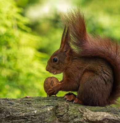 Rode-eekhoorn-in-Kallenkote-Foto-Marten-van-Garderen