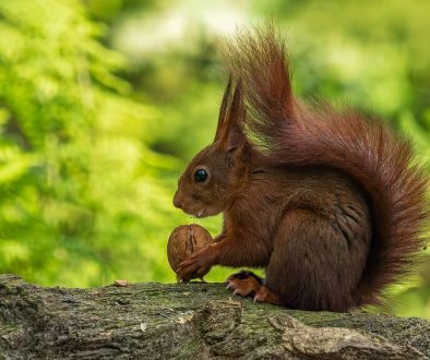 Rode-eekhoorn-in-Kallenkote-Foto-Marten-van-Garderen