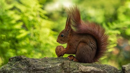 Rode-eekhoorn-in-Kallenkote-Foto-Marten-van-Garderen