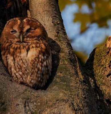 13 december nachtelijke zoek tocht bosuilen, foto Bosuil in holte dode beuk